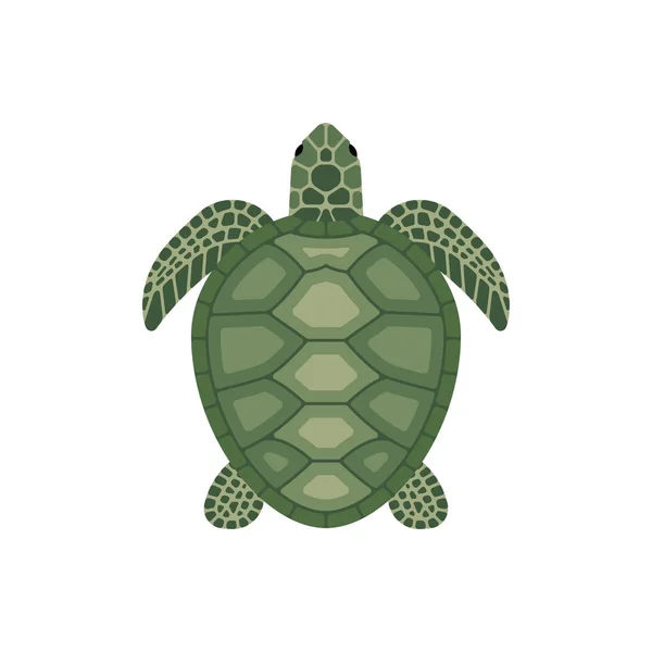 Tartaruga verde desenhos animados — Vetor de Stock