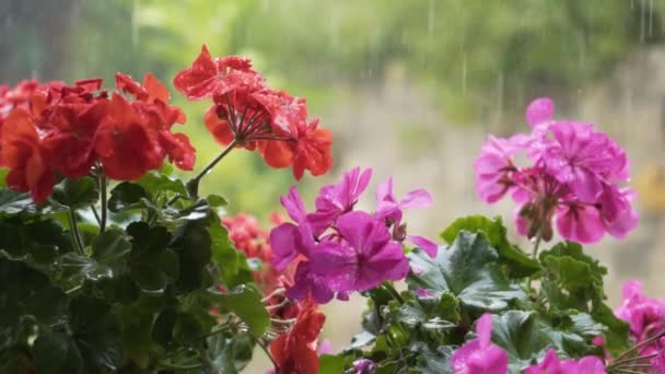 Färgglada Blommor Regn Trädgården Sommaren — Stockvideo