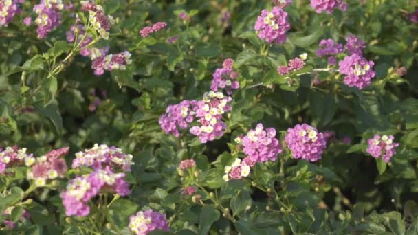 Primer Plano Abeja Recoger Néctar Las Flores Aire Libre — Vídeo de stock