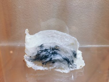 Çiğ kırlangıç kuşu yuvası. Birinci sınıf. Bir çeşit Çin yemeği.