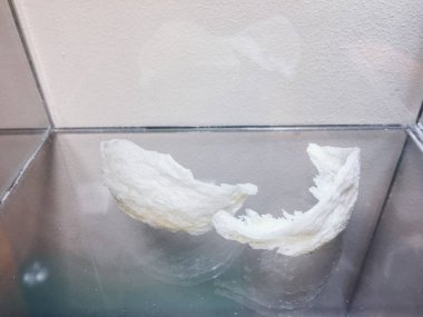 Çiğ kırlangıç kuşu yuvası. Birinci sınıf. Bir çeşit Çin yemeği.