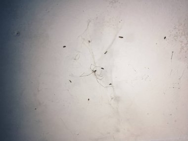 Beton duvarda siyah örümcekli örümcek ağı, yakın görüş 