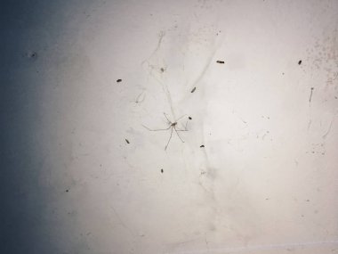 Beton duvarda siyah örümcekli örümcek ağı, yakın görüş 