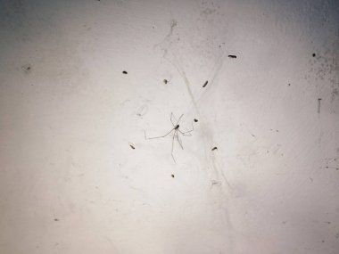 Beton duvarda siyah örümcekli örümcek ağı, yakın görüş 