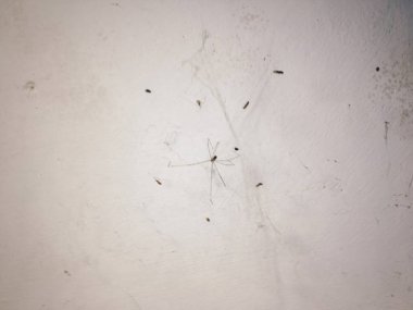 Beton duvarda siyah örümcekli örümcek ağı, yakın görüş 