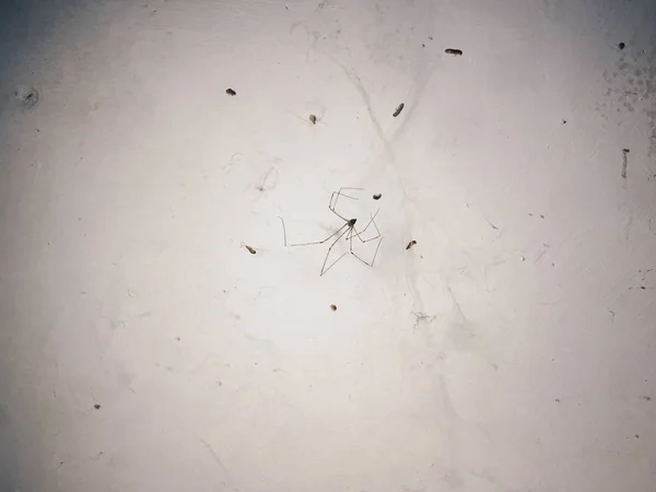 蜘蛛网 混凝土墙上有黑色蜘蛛 — 图库照片