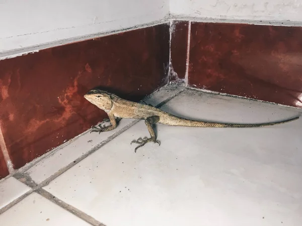 Lagarto Sentado Chão — Fotografia de Stock