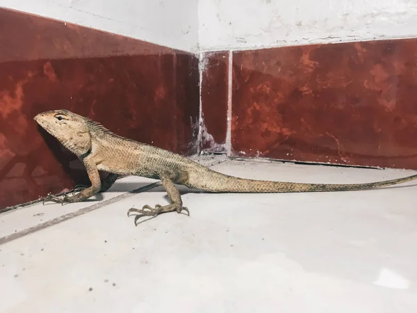 Lagarto Sentado Suelo — Foto de Stock