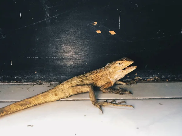 Lagarto Sentado Chão — Fotografia de Stock