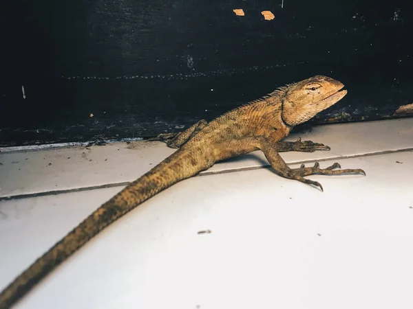 Lizard Sitting Floor — Stock Photo, Image