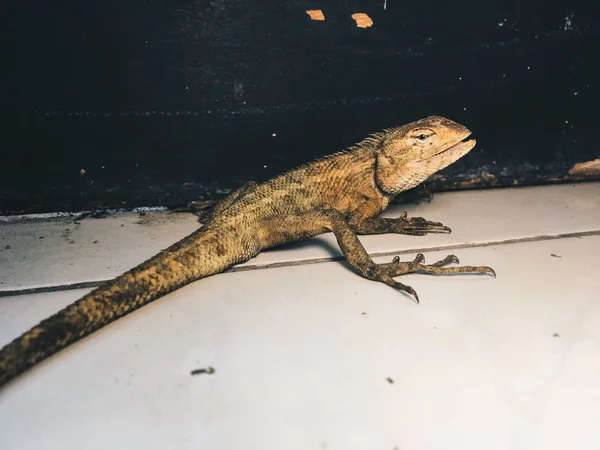 Lagarto Sentado Chão — Fotografia de Stock