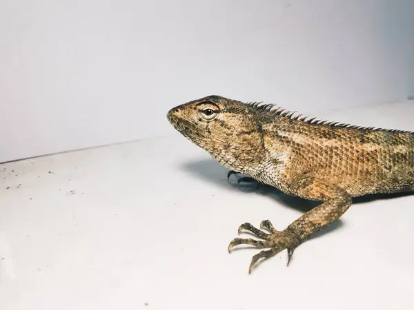 Lézard Sur Fond Blanc — Photo