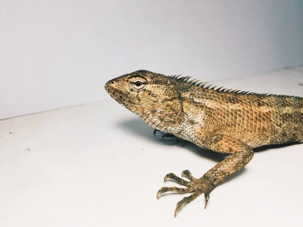 Lagarto Sobre Fondo Blanco — Foto de Stock