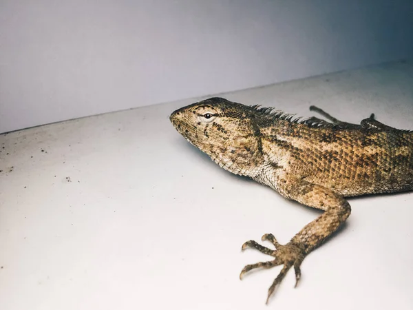 Lagarto Sobre Fondo Blanco — Foto de Stock