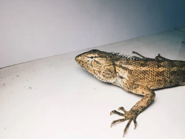 Lagarto Sobre Fondo Blanco — Foto de Stock