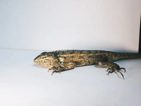 Lizard White Background — Stock Photo, Image