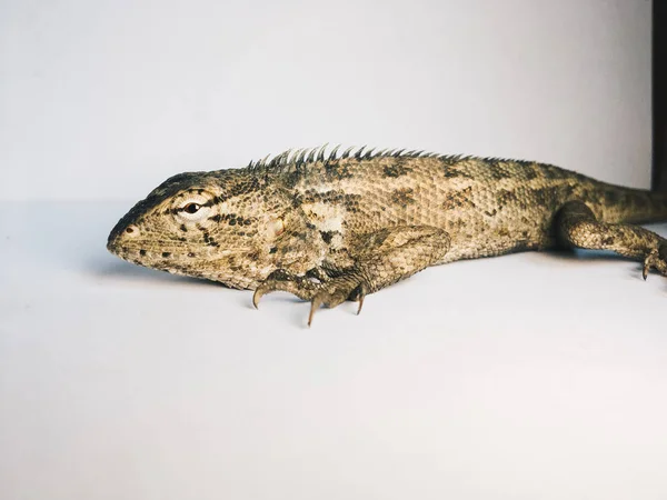 Lizard White Background — Stock Photo, Image