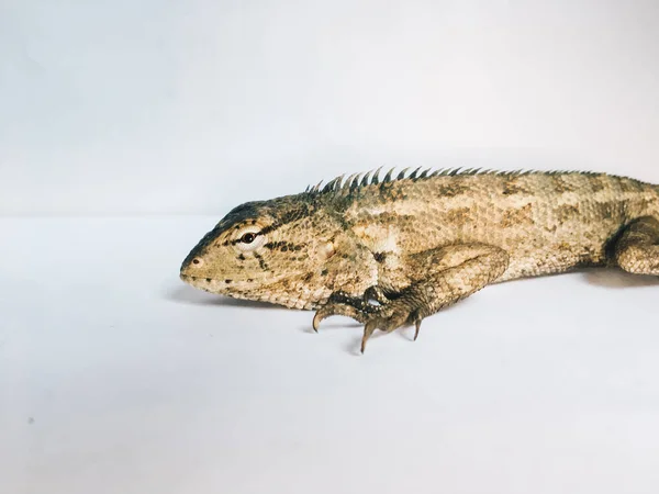 Lézard Sur Fond Blanc — Photo