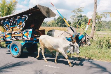 Yogyakarta, Endonezya - Kasım 2019: Gerobak Sapi, Endonezya 'da Gerobak Sapi Festivali' ne katılan beyaz öküzlerin ahşap arabalarını çekmesi.