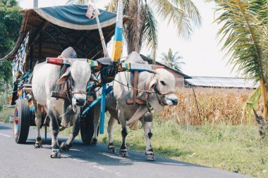 Yogyakarta, Endonezya - Kasım 2019: Gerobak Sapi, Endonezya 'da Gerobak Sapi Festivali' ne katılan beyaz öküzlerin ahşap arabalarını çekmesi.