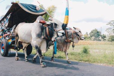 Yogyakarta, Endonezya - Kasım 2019: Gerobak Sapi, Endonezya 'da Gerobak Sapi Festivali' ne katılan beyaz öküzlerin ahşap arabalarını çekmesi.