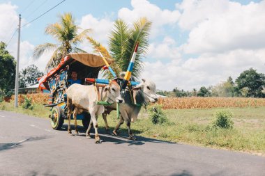 Yogyakarta, Endonezya - Kasım 2019: Gerobak Sapi, Endonezya 'da Gerobak Sapi Festivali' ne katılan beyaz öküzlerin ahşap arabalarını çekmesi.