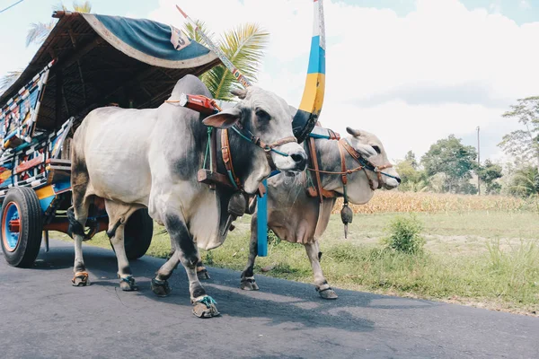 Yogyakarta, Endonezya - Kasım 2019: Gerobak Sapi, Endonezya 'da Gerobak Sapi Festivali' ne katılan beyaz öküzlerin ahşap arabalarını çekmesi.