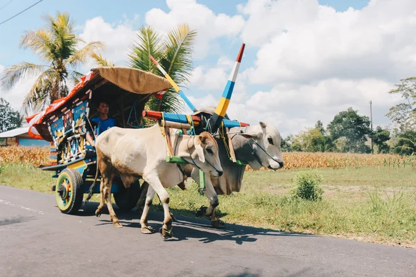 Yogyakarta, Endonezya - Kasım 2019: Gerobak Sapi, Endonezya 'da Gerobak Sapi Festivali' ne katılan beyaz öküzlerin ahşap arabalarını çekmesi.