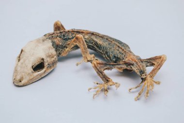 Ölü kertenkelenin yakın çekimi