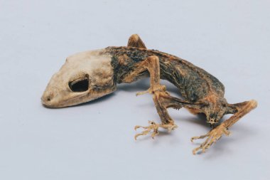 Ölü kertenkelenin yakın çekimi