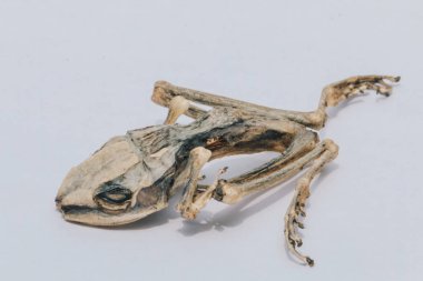 Ölü kertenkelenin yakın çekimi