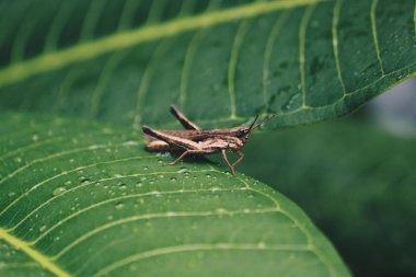 Yaprağın üzerinde bir çekirgeye yakın çekim.