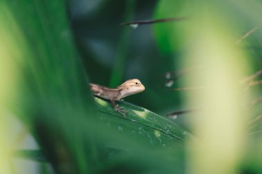 Küçük kertenkele yeşil yaprakların üzerinde oturuyor.