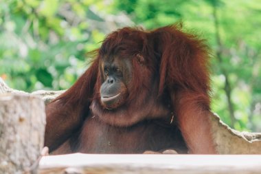 Hayvanat bahçesindeki maymun. Kapat.