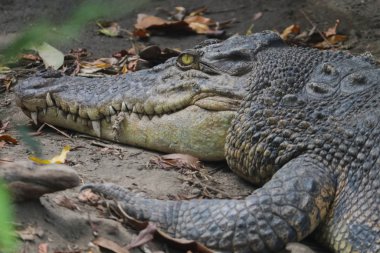 Vahşi doğada çok tehlikeli bir timsah.