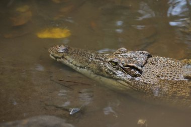 Vahşi doğada çok tehlikeli bir timsah.