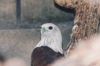 Kartal portresi. Yakın çekim.