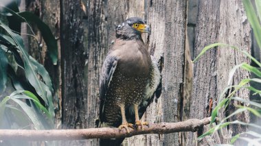 Hayvanat bahçesindeki şahin kuşu. Yakın çekim. 