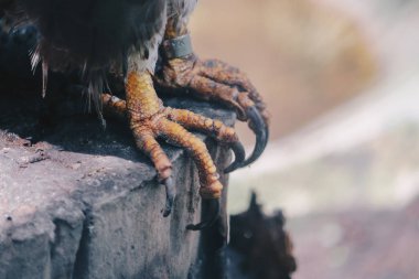 Kuş pençeleri yakın çekim 