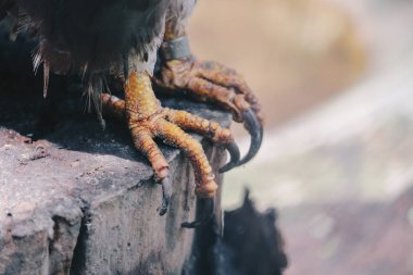 Kuş pençeleri yakın çekim 