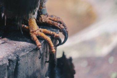 Kuş pençeleri yakın çekim 