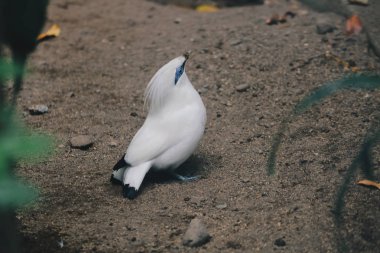 Leucopsar Rothschildi hayvanat bahçesinde. Yakın çekim. 