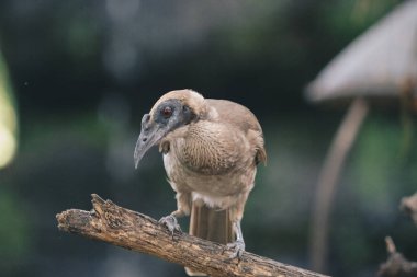 Hayvanat bahçesindeki harrier kuşu. Yakın çekim. 