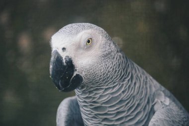 Güzel papağan. Yakın çekim.
