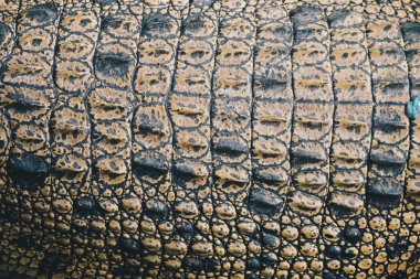 Timsahın deri dokusunu yakından çek.