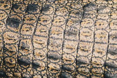 Timsahın deri dokusunu yakından çek.