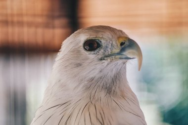 Hayvanat bahçesindeki şahin kuşu. Yakın çekim. 