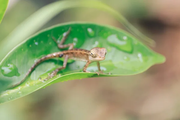 Ještěrka Sedící Zeleném Listí — Stock fotografie