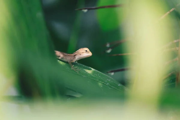 Little Lizard Sitting Green Leaves — Stock Photo, Image