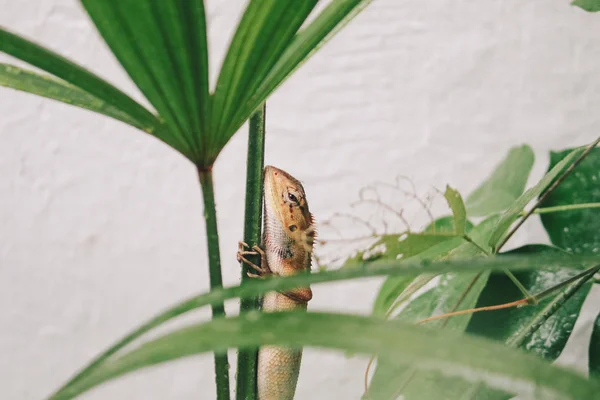 Pequeno Lagarto Sentado Ramo Verde — Fotografia de Stock